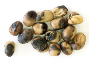 Faba bean seed discoloured by late infection of ascochyta blight 
