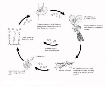 Powdery Mildew of Field Pea - Field Crop Diseases Victoria | Field Crop ...