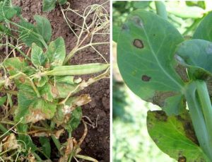 Typical leaf and pod lesions caused by septoria infection. These blotches are brown and angular, containing very small brown to black spots. Images courtesy Mary Burrows, Montana State University, Bugwood.org
