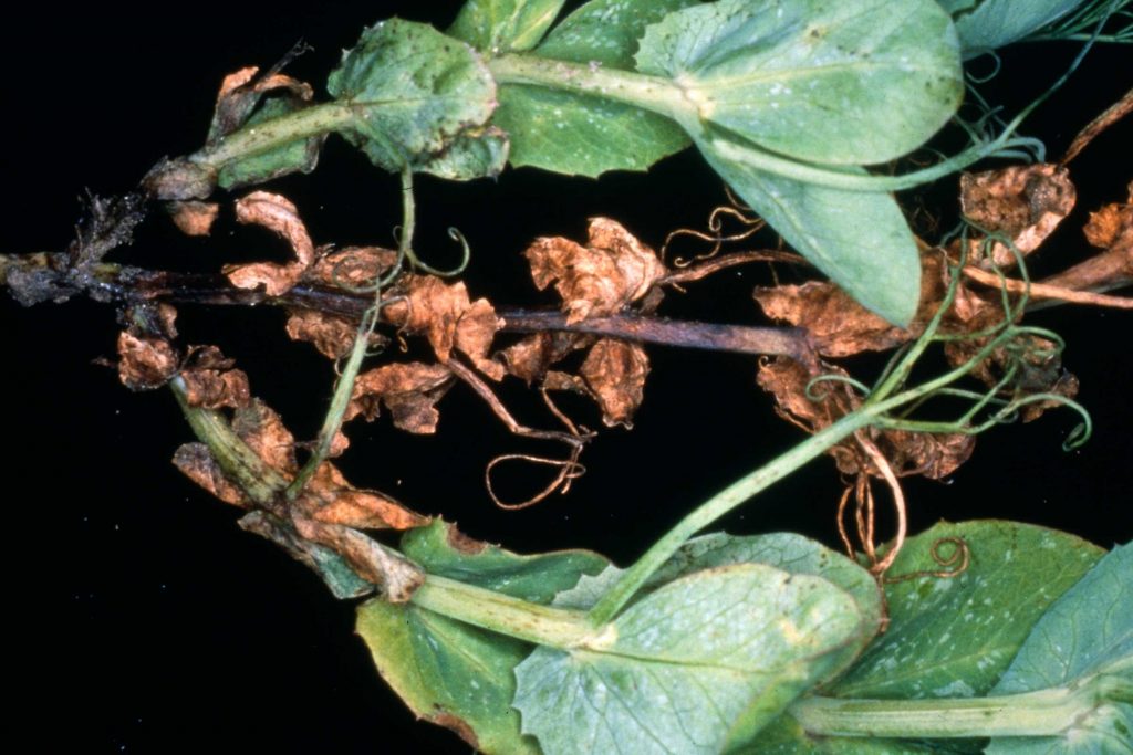 Ascochyta Blight (Blackspot) of Field Pea Field Crop Diseases