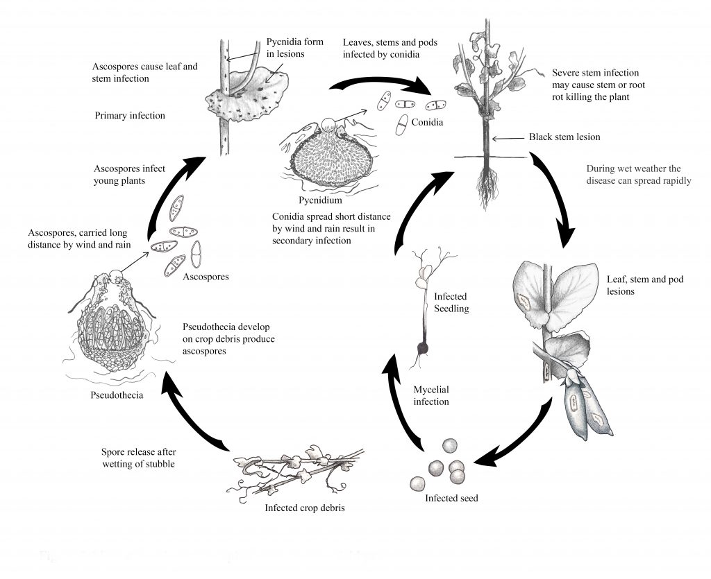 Ascochyta Blight (Blackspot) of Field Pea Field Crop Diseases