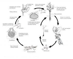 Disease cycle of Ascochyta blight in field peas