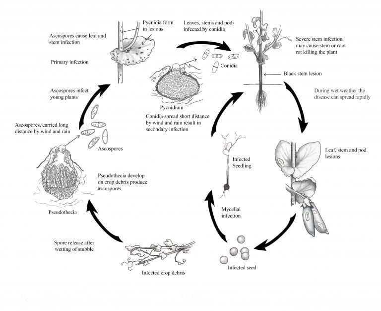 Ascochyta Blight (Blackspot) of Field Pea - Field Crop Diseases ...