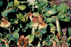 Whole field pea plant affected by bacterial blight