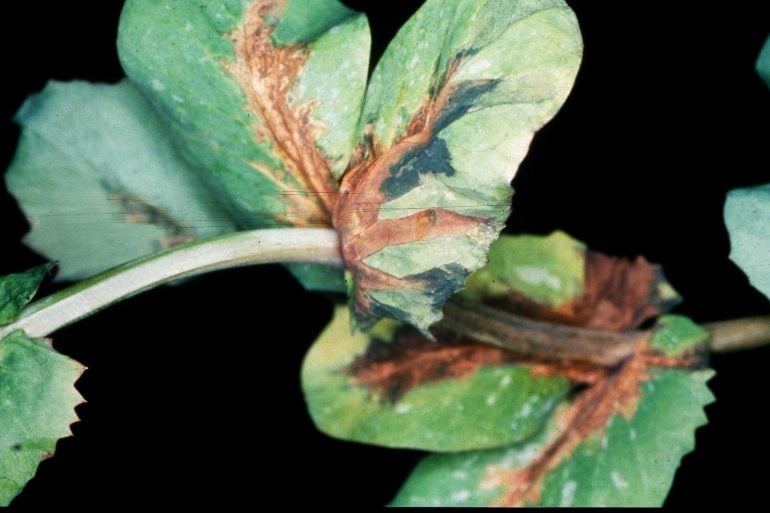 Bacterial Blight of Field Pea Field Crop Diseases Victoria Field
