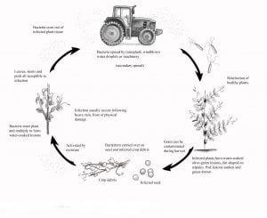 Disease cycle of bacterial blight in field peas
