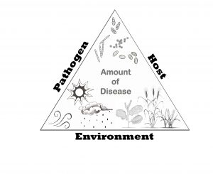 A triangle. The sides are labelled host, pathogen, and environment.