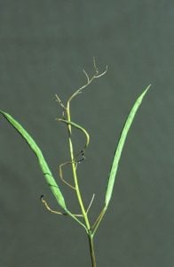 Fusarium wilt of canola seed head. Source: Canola Council of Canada.