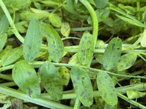 First symptoms of Botrytis grey mould in vetch showing greyish-brown lesions across leaves lower in the canopy