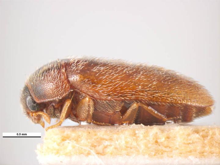 Adult Khapra beetle. Source: Simon Hinkley & Ken Walker, Museum Victoria.