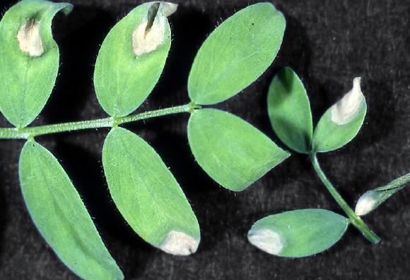 Leaf lesions on lentils. Source: Kurt Lindbeck, NSW Department of Primary