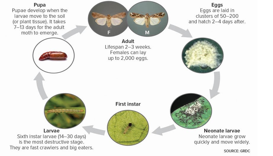 Fall Armyworm (Spodpetera frugiperda) - Field Crop Diseases Victoria ...