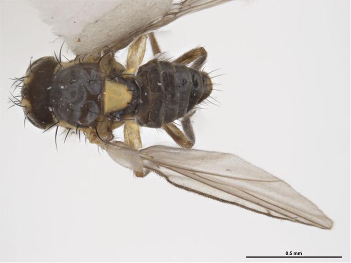 Liriomyza huidobrensis. Papa Santiago, 1987, R. Muuoz. Source: Sarah McCaffrey, Museum Victoria.