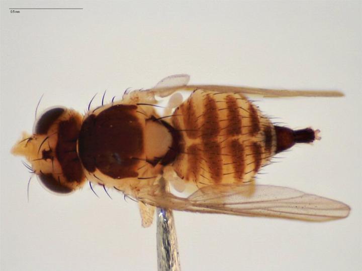 Liriomyza trifolii. Source: Agriculture Victoria.