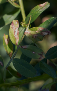 Ascochyta lesions on vetch leaves