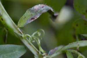 First symptoms of Botrytis grey mould in vetch showing greyish-brown lesions with no pycnidia (black fruiting bodies within the lesion).