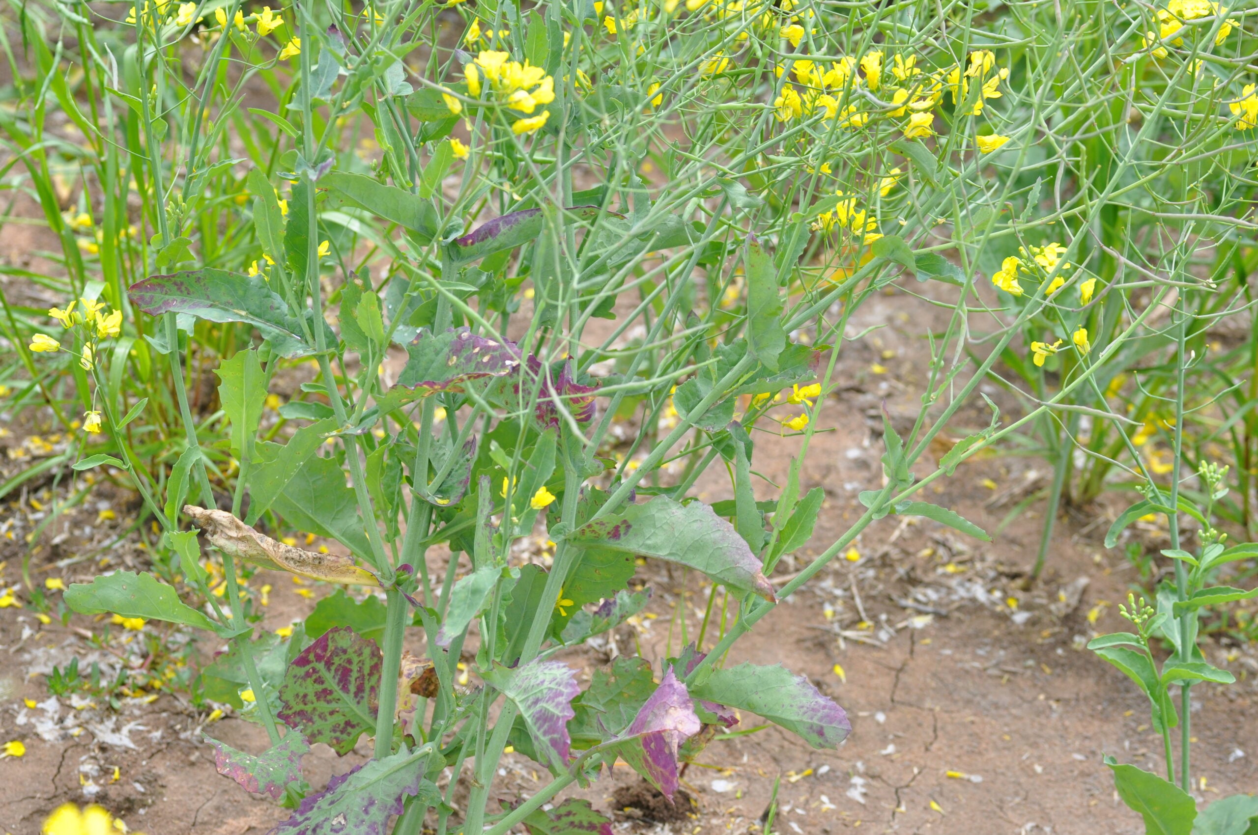 Turnip yellows virus symptoms in canola - showing purpling leaf margins on some green leaves
