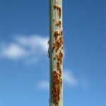 Barley stem rust is similar in appearance to Wheat stem rust pictured here. Source: Grant Hollaway, Agriculture Victoria.