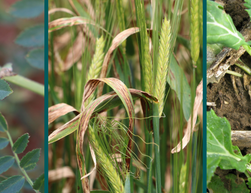 Latest in Victorian Crop Diseases – 2020 GRDC Update papers