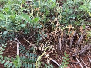Chickpea plants dying from sclerotinia white mould
