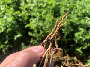 Black sclerotia on the stems of lentil plants