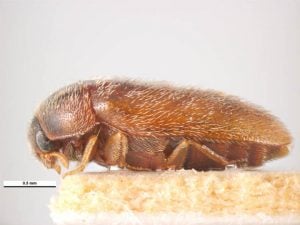 Adult Khapra beetle
