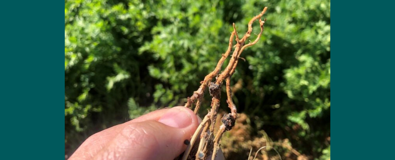 Black sclerotia on the stems of lentil plants