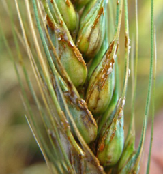 Symptoms of race Ug99 on wheat grains
