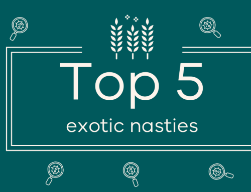 Top five exotic nasties for Victorian grain growers