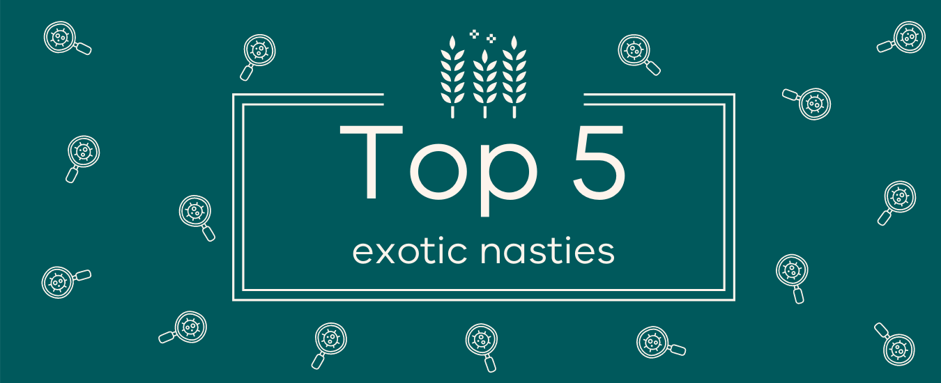 Top 5 exotic nasties