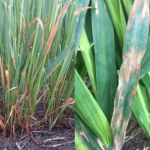 Symptoms of red leather leaf on oats