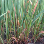 Symptoms of red leather leaf on the leaves of an oat plant