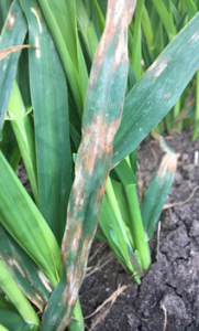 Red leather leaf symptoms on oats