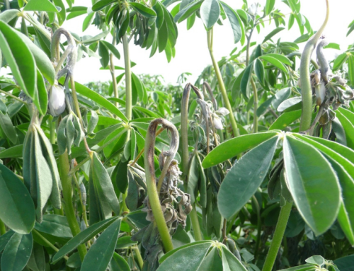 Updated Lupin Anthracnose entry conditions