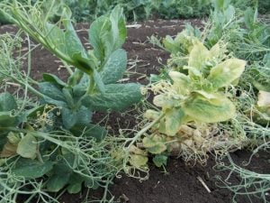 Symptoms of TuYV infection in field pea