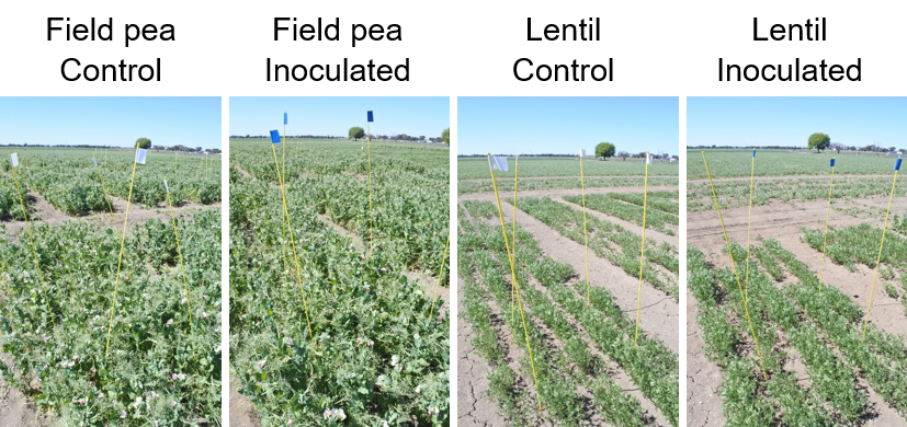 TuYV inoculated plots, TuYV infection reduced yields by 40% in field peas (left) and 43% in lentils (right) in field trials in Victoria during 2019.