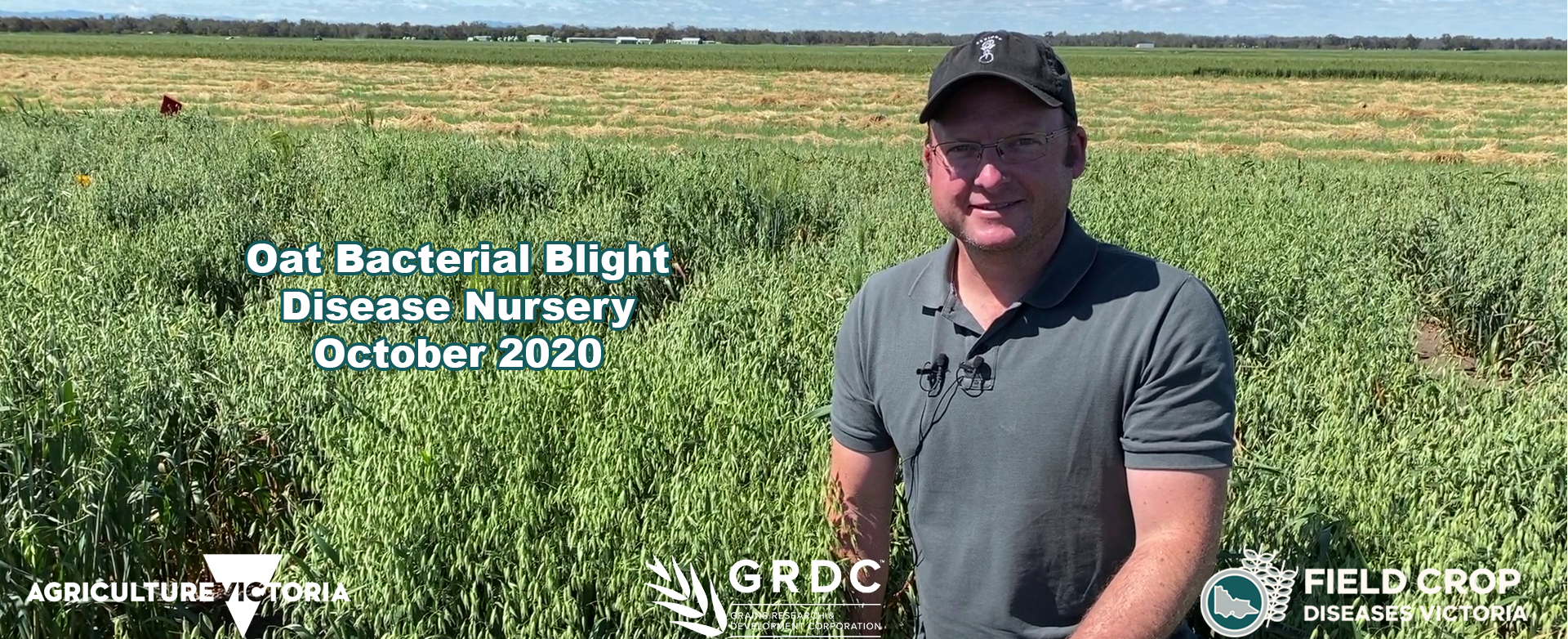 Mark McLean in the bacterial blight disease nursery