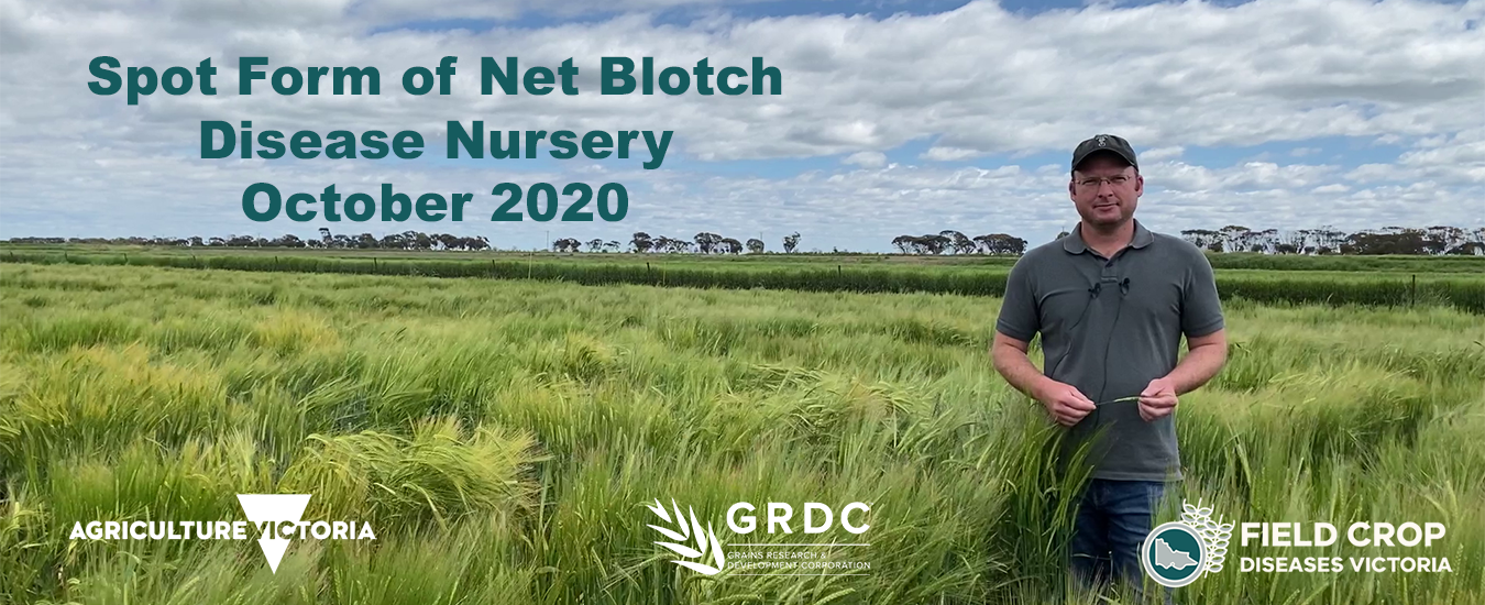 Mark McLean in the spot form of net blotch disease nursery