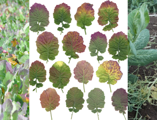 Turnip yellows virus (TuYV) in irrigated canola, North Central Victoria