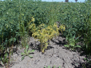 Symptoms of TuYV infection in kabuli chickpea.