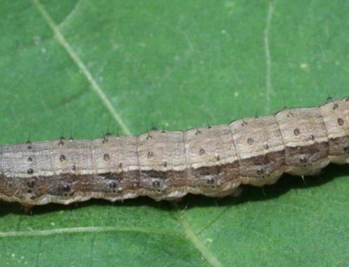 Fall Armyworm (Spodpetera frugiperda)