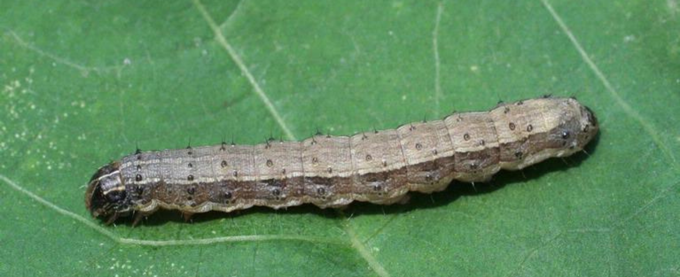 fall armyworm (Spodoptera frugiperda)