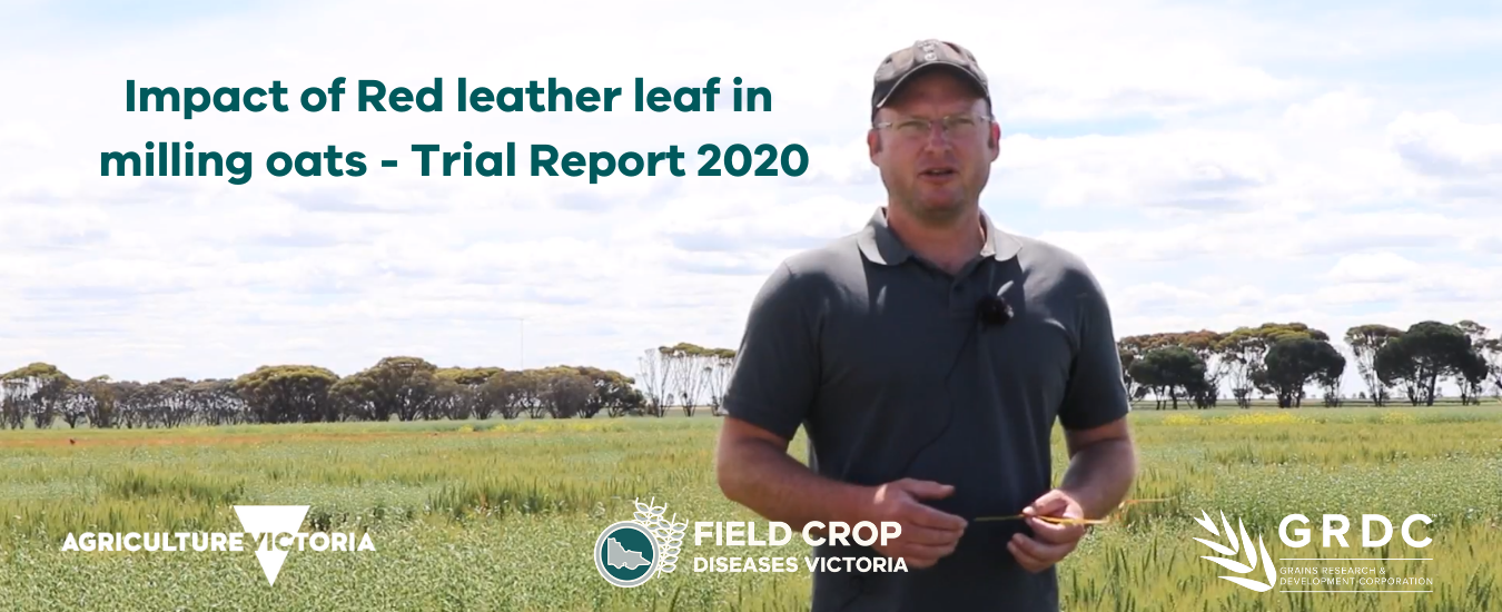 Mark McLean in oat trial