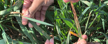 Symptoms of RRL on oat leaves
