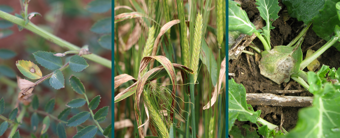 Pulse, cereal & oilseed crop diseases