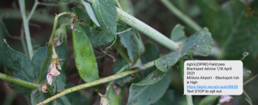 Blackspot on field peas with an example of an sms alert for the Mildura area