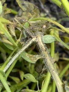 Botrytis grey mould infection on lentil, showing later stage infection with grey fluffy mould.