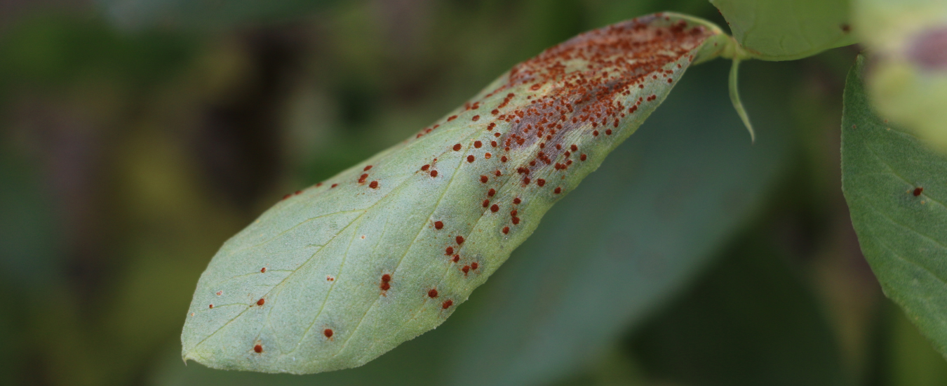 Brown rust spots on faba bean leaf