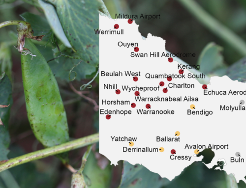 Blackspot Manager for field peas