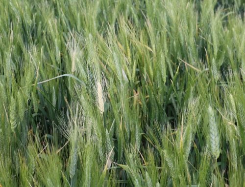 Crown Rot Update – 2025 (Victoria)